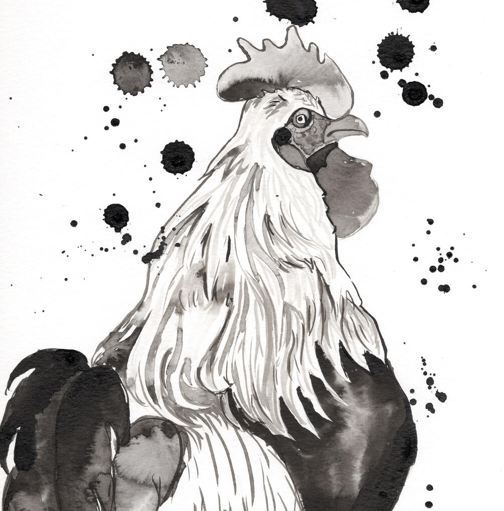 Teenage Rooster